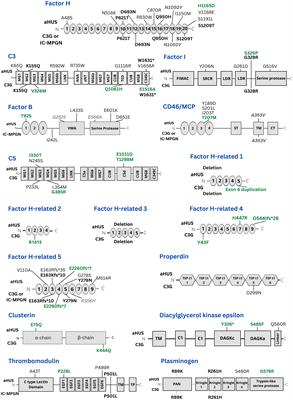 Genetic investigation of Nordic patients with complement-mediated kidney diseases